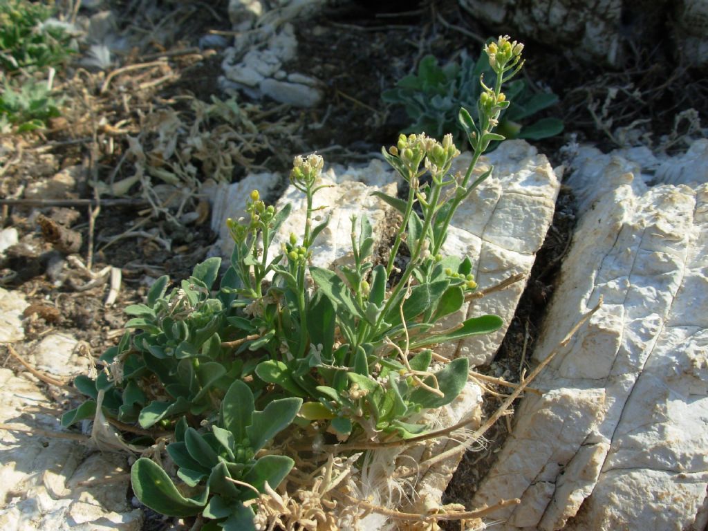 Flora Egea